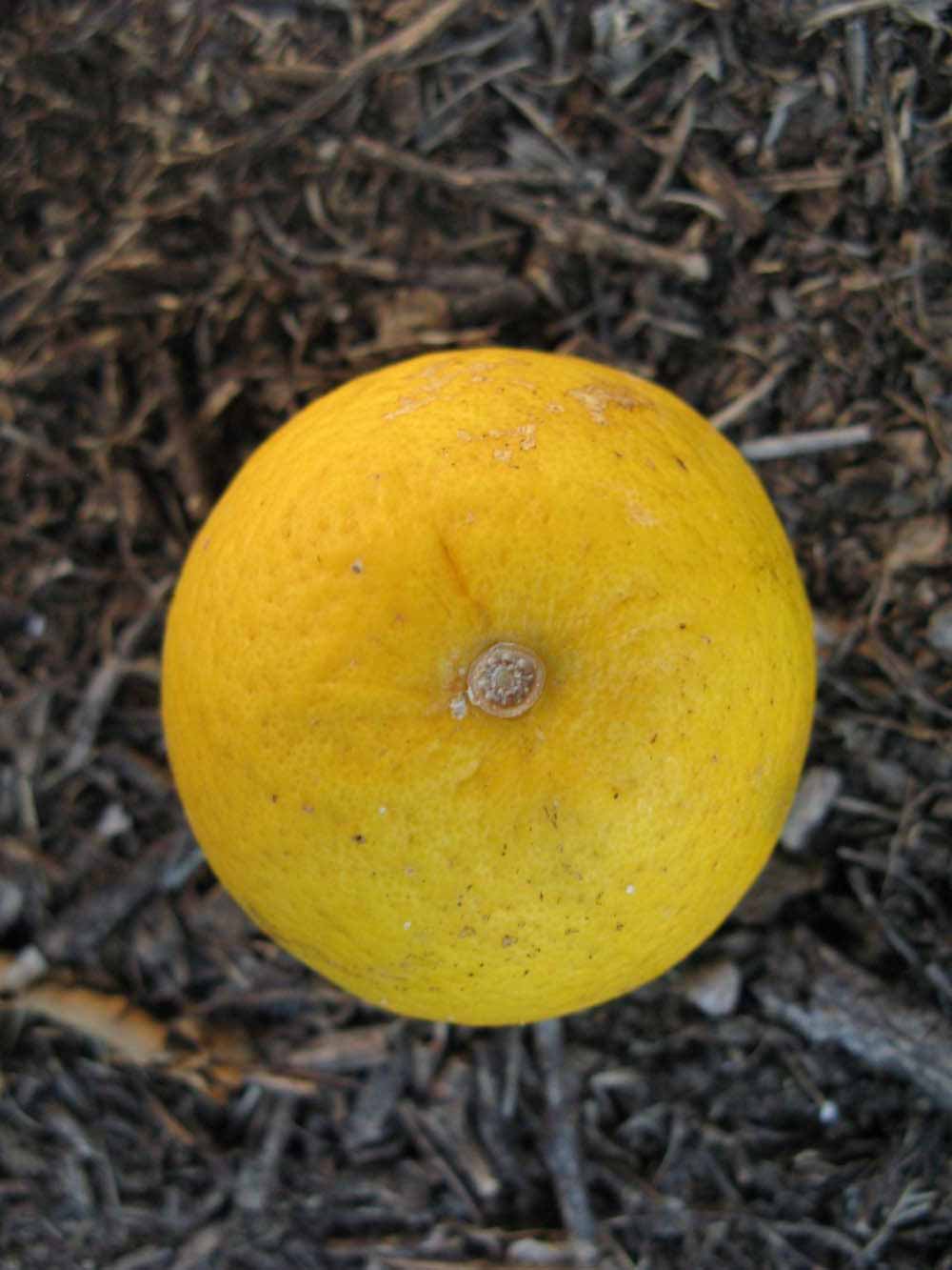              Fruit (Winter Haven, FL)       